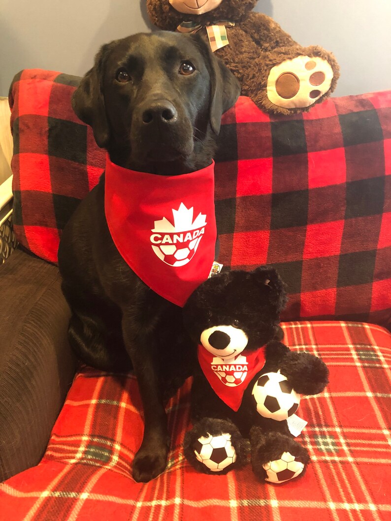 May include: A black Labrador Retriever wearing a red bandana with a white maple leaf and the word "CANADA" on it. The dog is sitting on a red and black checked sofa with a black teddy bear wearing a similar bandana. The teddy bear is holding a football.