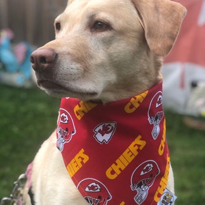May include: A yellow Labrador Retriever wearing a red bandana with a white and yellow Kansas City Chiefs logo pattern. The bandana has the word "Chiefs" printed in yellow on it.
