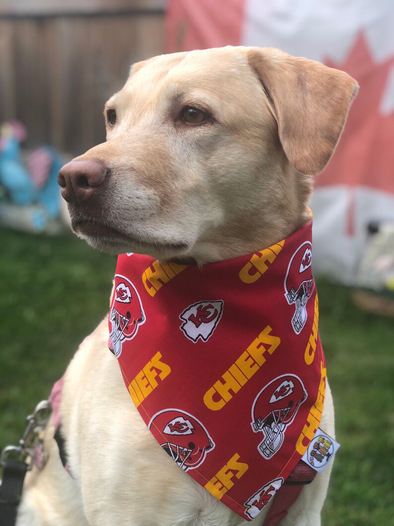 May include: A yellow Labrador Retriever wearing a red bandana with a white and yellow Kansas City Chiefs logo pattern. The bandana has the word "Chiefs" printed in yellow on it.