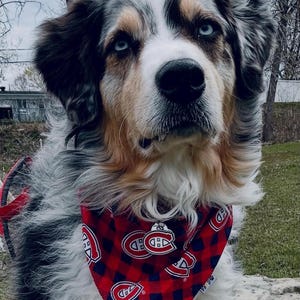 May include: A multi-colored Australian Shepherd dog with striking blue eyes. The dog is wearing a red and black plaid bandana with a logo. The dog's fur is a mix of white, black, and tan. The dog is outdoors.
