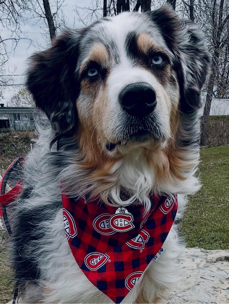 May include: A multi-colored Australian Shepherd dog with striking blue eyes. The dog is wearing a red and black plaid bandana with a logo. The dog's fur is a mix of white, black, and tan. The dog is outdoors.
