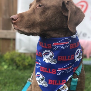 May include: A brown dog wearing a blue bandana with the words "Bills" and a football helmet graphic repeated on it. The bandana has a red buffalo logo on it. The dog is wearing a turquoise leash.