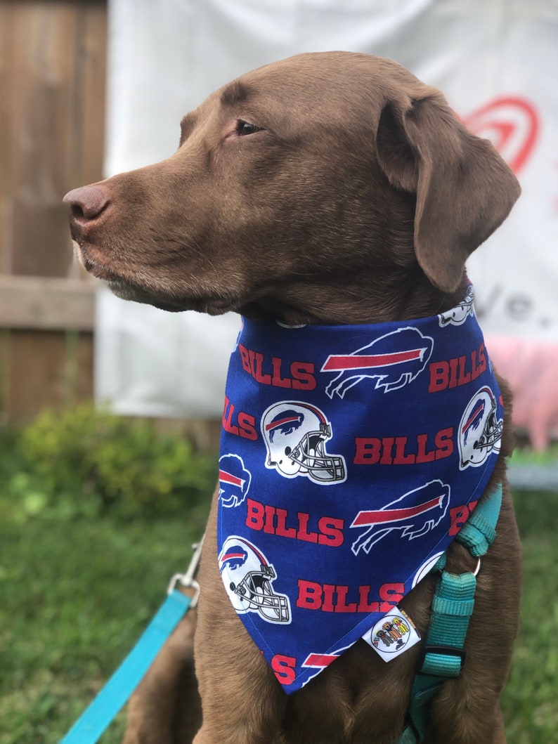 May include: A brown dog wearing a blue bandana with the words "Bills" and a football helmet graphic repeated on it. The bandana has a red buffalo logo on it. The dog is wearing a turquoise leash.