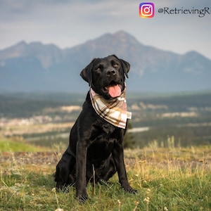 May include: A black Labrador Retriever dog wearing a plaid bandana sits on a grassy hill with a mountain range in the background. The dog is looking at the camera with its tongue sticking out.