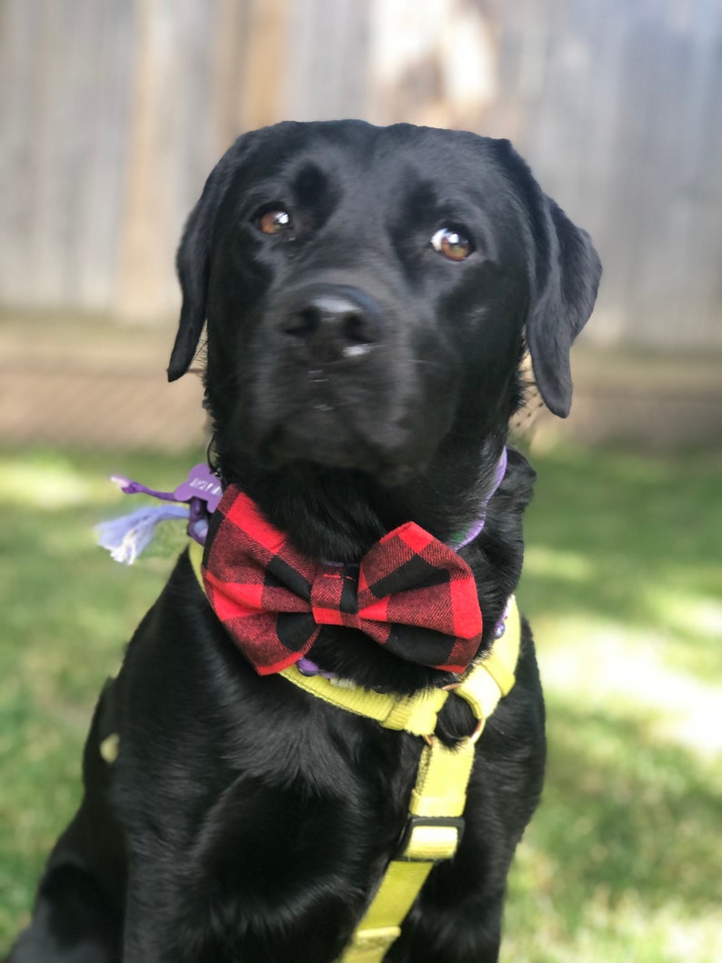 Buffalo Plaid Bow Tie Dog Bowtie Fall/Winter Bow Tie Cat Bow Ties Bow Tie Bowtie Bow Ties Buffalo Plaid Dog Neck Wear image 4