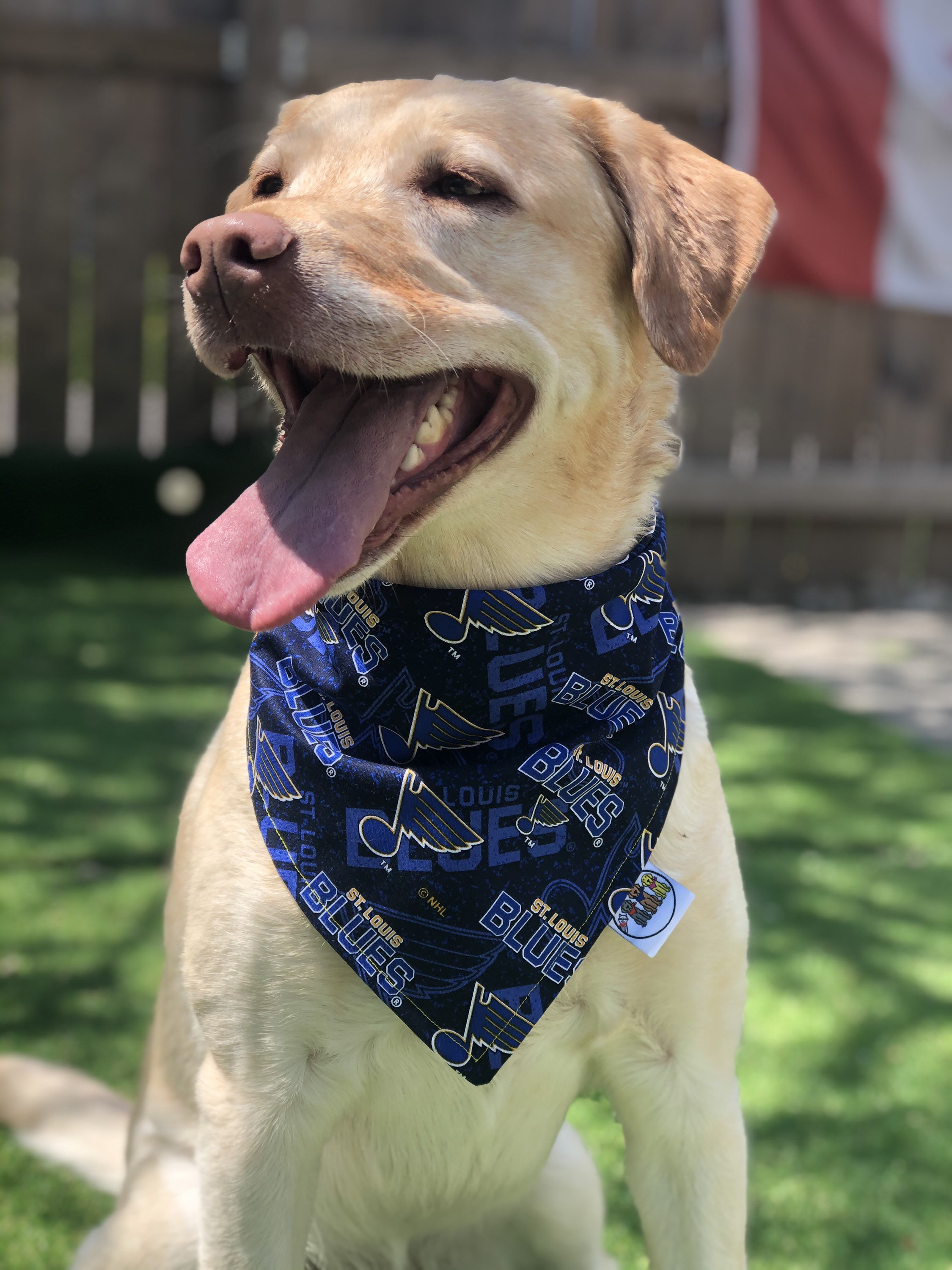 pink st louis blues dog collar