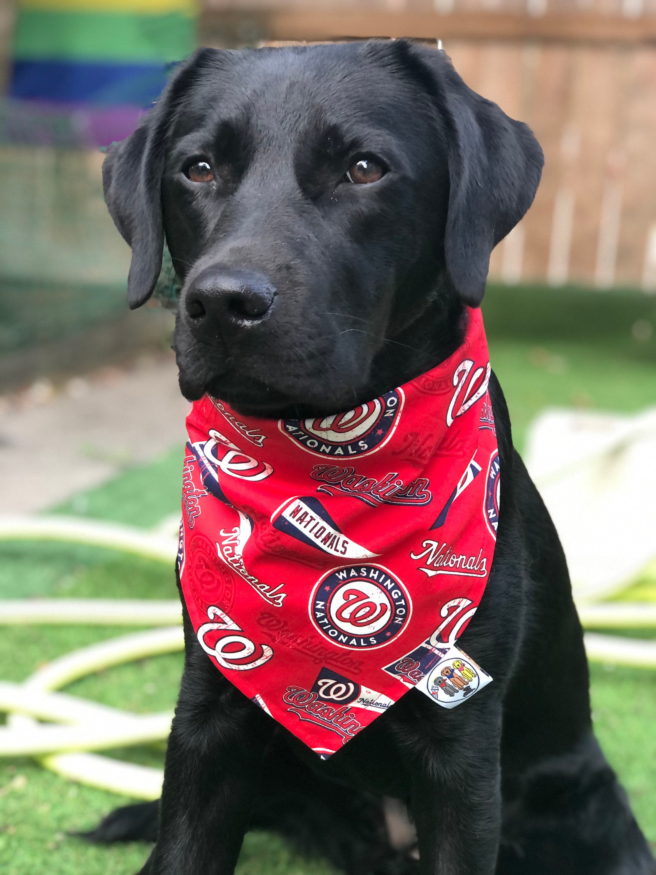 Washington Nationals Bandana / Washington Nationals / Dog 