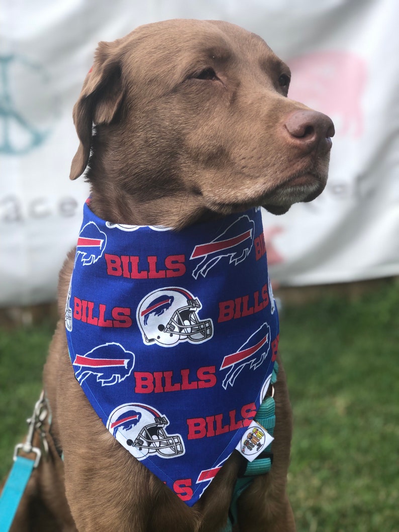 May include: A brown dog wearing a blue bandana with a white buffalo and the word "Bills" repeated on it. The bandana also features a white football helmet.