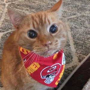 May include: A close-up of a ginger cat wearing a red bandana with a yellow and white Kansas City Chiefs logo. The cat is looking directly at the camera with big, round eyes.