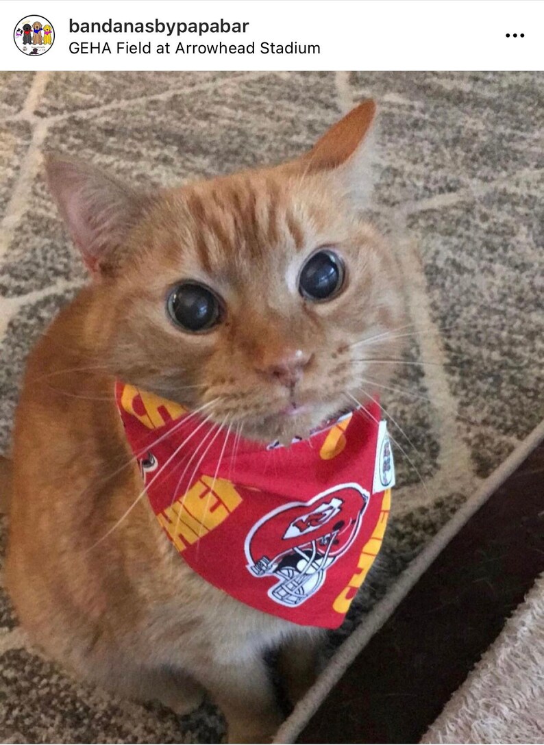 May include: A close-up of a ginger cat wearing a red bandana with a yellow and white Kansas City Chiefs logo. The cat is looking directly at the camera with big, round eyes.
