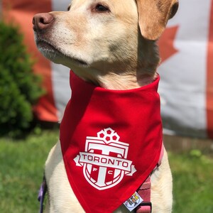 May include: A yellow Labrador Retriever wearing a red bandana with a white Toronto FC logo. The dog is looking to the left of the image.