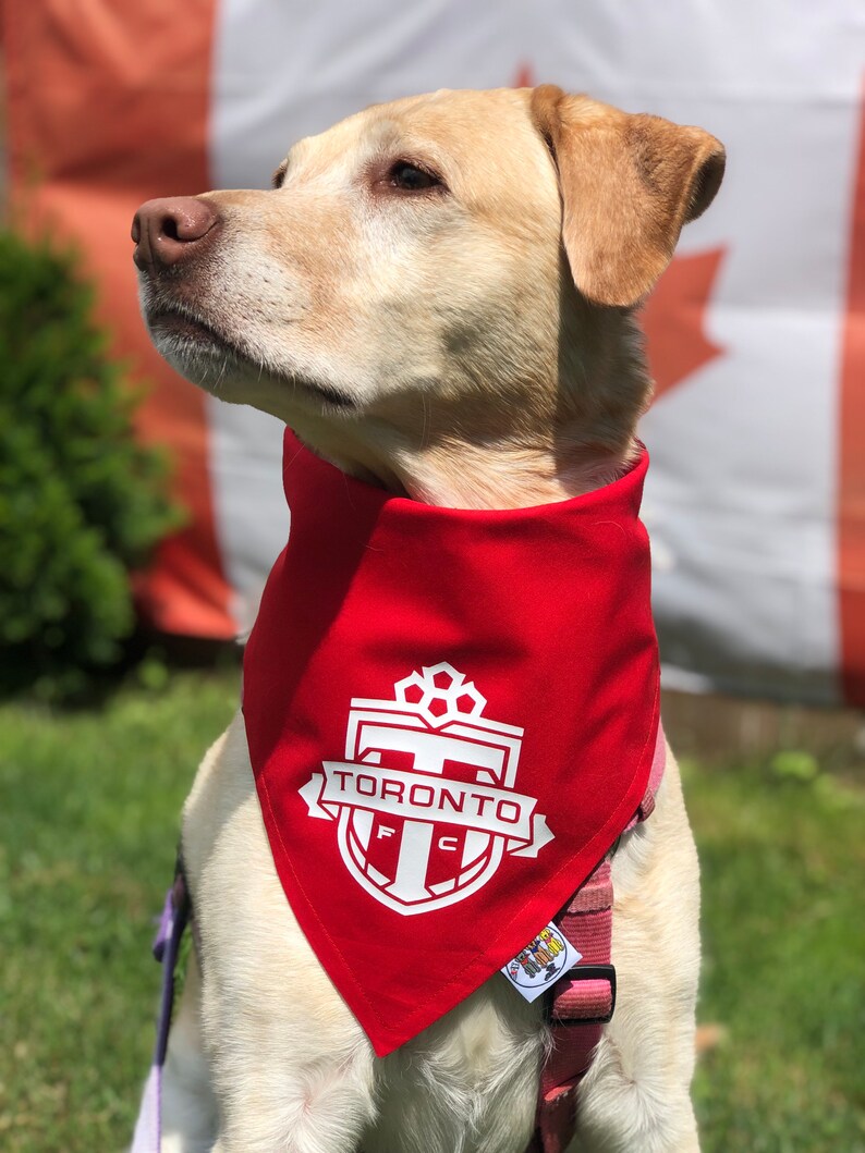 May include: A yellow Labrador Retriever wearing a red bandana with a white Toronto FC logo. The dog is looking to the left of the image.