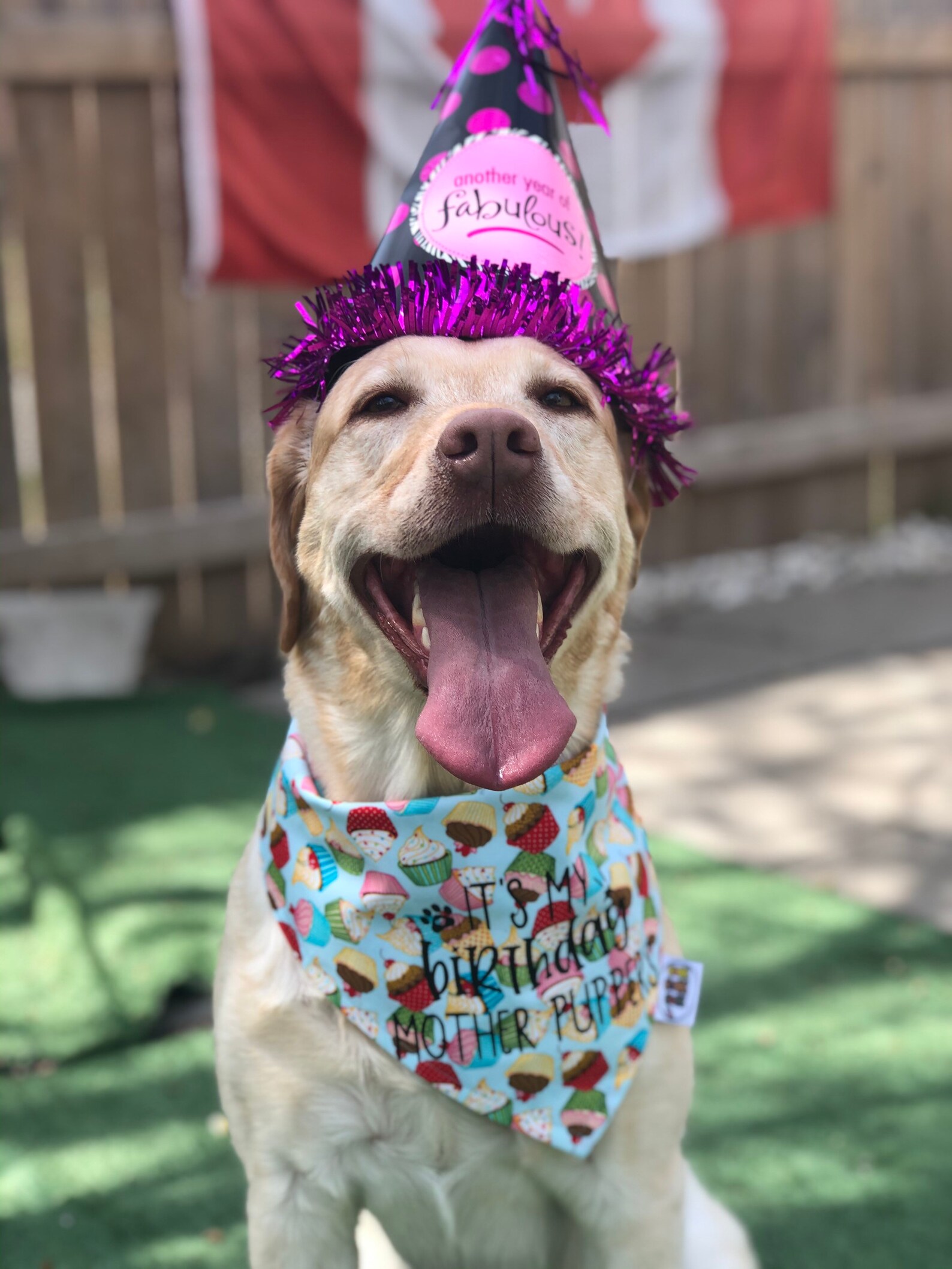 Birthday Dog Bandana / Birthday Bandana / Personalized / Etsy