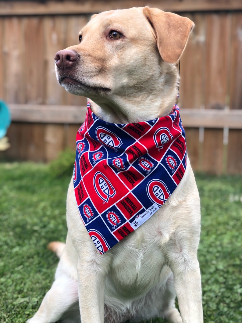 May include: A light-colored Labrador Retriever wearing a red, white, and blue bandana. The bandana features a repeating pattern of the Montreal Canadiens logo and text. The dog is sitting on green grass.