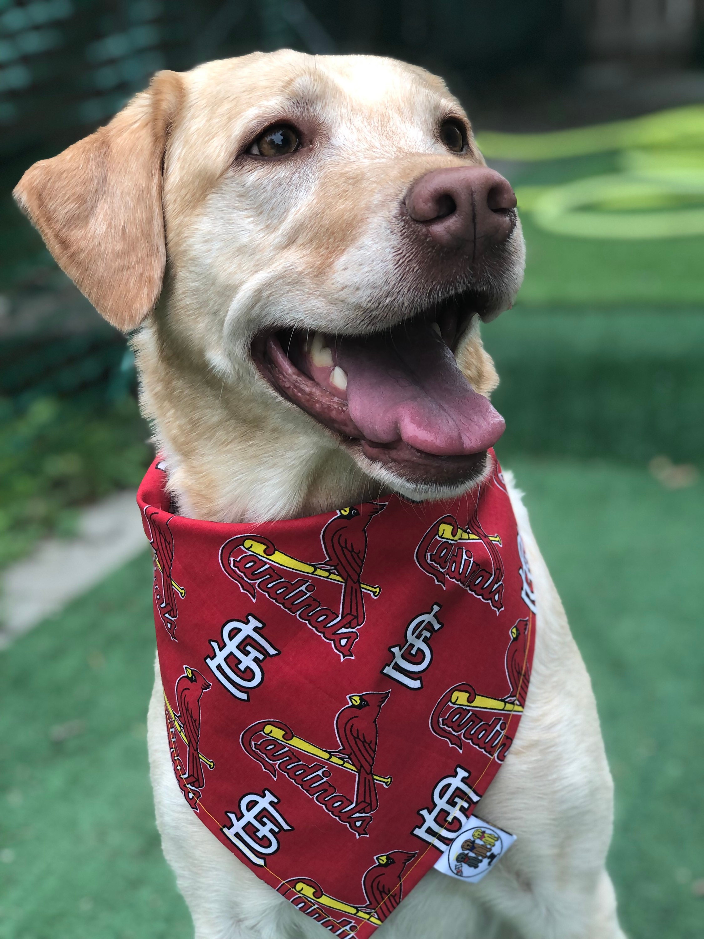 St. Louis Cardinals Dog Collar 