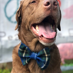 May include: A happy brown dog wearing a blue, green, and white plaid bow tie. The dog is smiling with its mouth open, tongue visible. The background is blurred, with a peace sign and a pink pig visible.