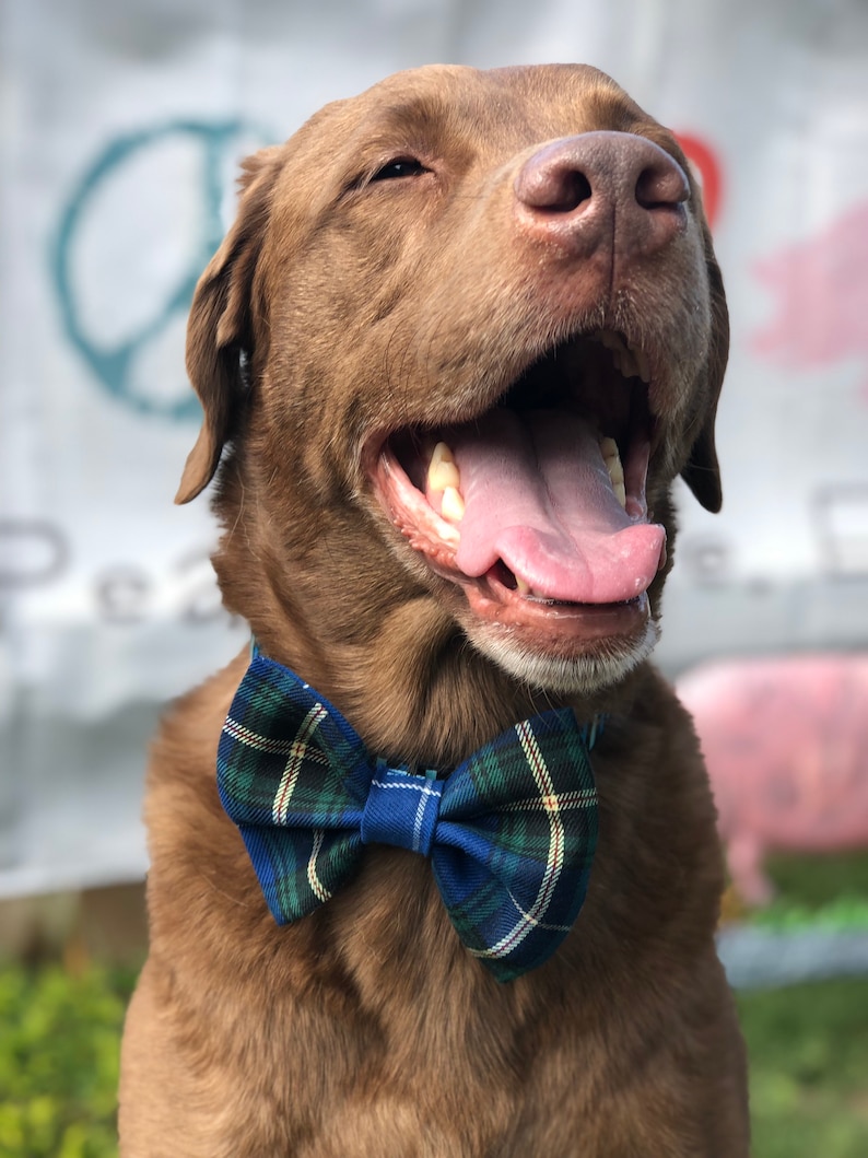 May include: A happy brown dog wearing a blue, green, and white plaid bow tie. The dog is smiling with its mouth open, tongue visible. The background is blurred, with a peace sign and a pink pig visible.