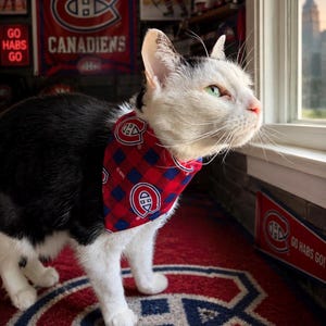 May include: A black and white cat wearing a red and blue plaid bandana with the Montreal Canadiens logo. The cat is standing on a red rug with the Canadiens logo. In the background are Canadiens banners and a neon sign that says "GO HABS GO!"