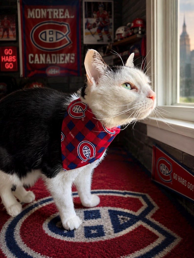 May include: A black and white cat wearing a red and blue plaid bandana with the Montreal Canadiens logo. The cat is standing on a red rug with the Canadiens logo. In the background are Canadiens banners and a neon sign that says "GO HABS GO!"