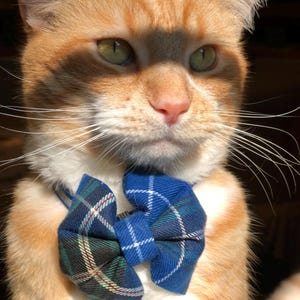 May include: A close-up of an orange tabby cat wearing a blue and green plaid bow tie. The cat has green eyes and white whiskers. The bow tie is a classic accessory for pets.