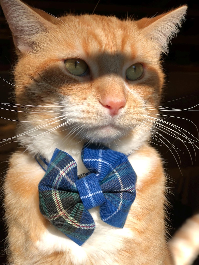 May include: A close-up of an orange tabby cat wearing a blue and green plaid bow tie. The cat has green eyes and white whiskers. The bow tie is a classic accessory for pets.