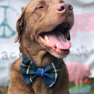 May include: A happy brown dog wearing a blue, green, and white plaid bow tie. The dog is smiling with its tongue out. The background is blurred, with a peace sign and a pink pig visible.