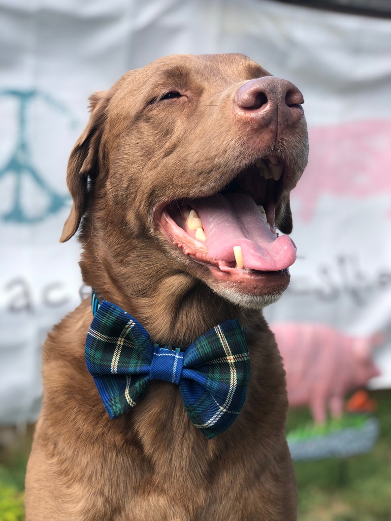 May include: A happy brown dog wearing a blue, green, and white plaid bow tie. The dog is smiling with its tongue out. The background is blurred, with a peace sign and a pink pig visible.