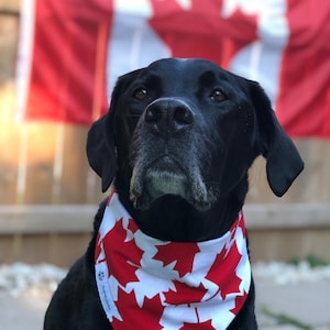 May include: A black Labrador Retriever wearing a red and white bandana with maple leaf designs. The bandana has the text "Pawsitively Patriotic" on it. The dog is looking at the camera with a serious expression. A Canadian flag is blurred in the background.