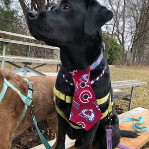 Colorado Avalanche Bow Tie Colorado Avalanche Avs Bow Tie Dog Bow Tie Cat Bow Tie Pet Neck Tie Avs Dog Tie Dog Gift Neck Tie image 8