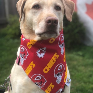 May include: A white Labrador Retriever wearing a red bandana with a yellow "Chiefs" logo and a football helmet graphic. The bandana is tied around the dog's neck.