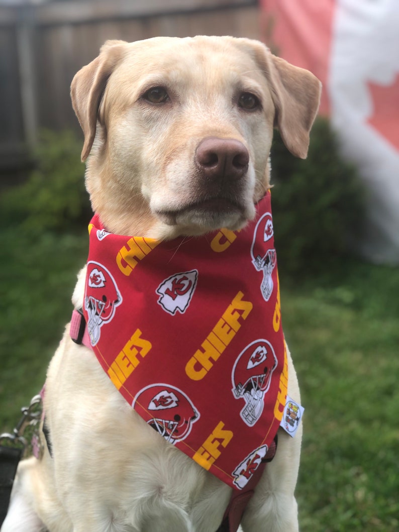 May include: A white Labrador Retriever wearing a red bandana with a yellow "Chiefs" logo and a football helmet graphic. The bandana is tied around the dog's neck.