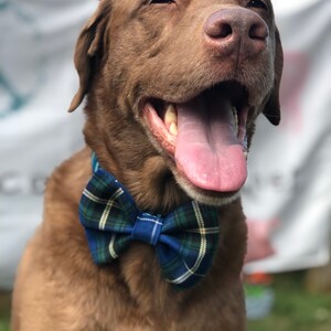 May include: A happy brown dog wearing a blue and green plaid bow tie. The dog has its mouth open, tongue out, and is looking towards the viewer. The background is blurred, with a white banner visible.