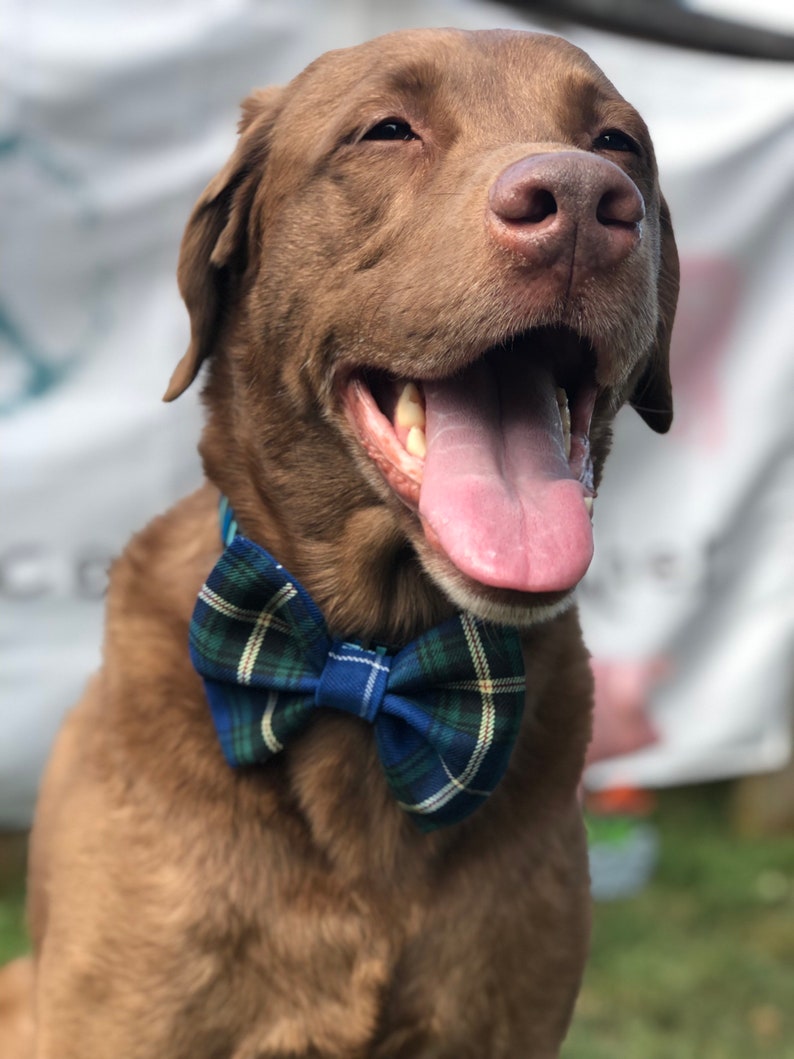 May include: A happy brown dog wearing a blue and green plaid bow tie. The dog has its mouth open, tongue out, and is looking towards the viewer. The background is blurred, with a white banner visible.