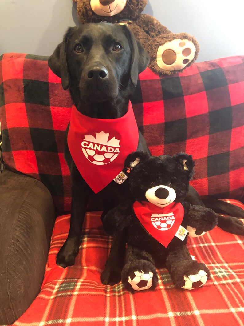 May include: A black Labrador Retriever wearing a red bandana with a white maple leaf and the word "CANADA" on it. The dog is sitting on a red and black checked blanket with a black teddy bear wearing a similar bandana.