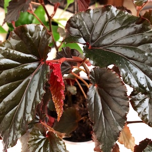 Begonia Linda Dawn image 5