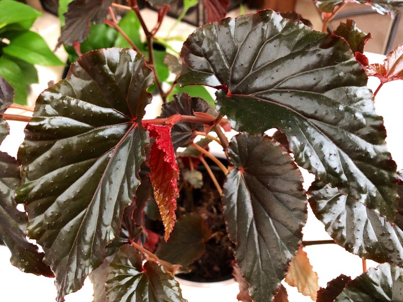 Begonia Linda Dawn image 5