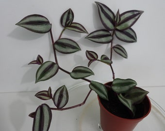 Tradescantia zebrina 'Violet' (Inch Plant)