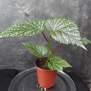 Begonia Angel Wing Lucerna image 4