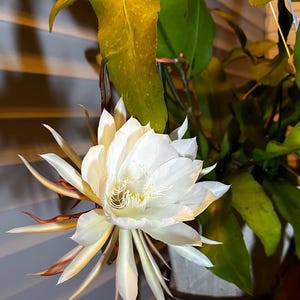 Brahma Kamal Seeds - Etsy