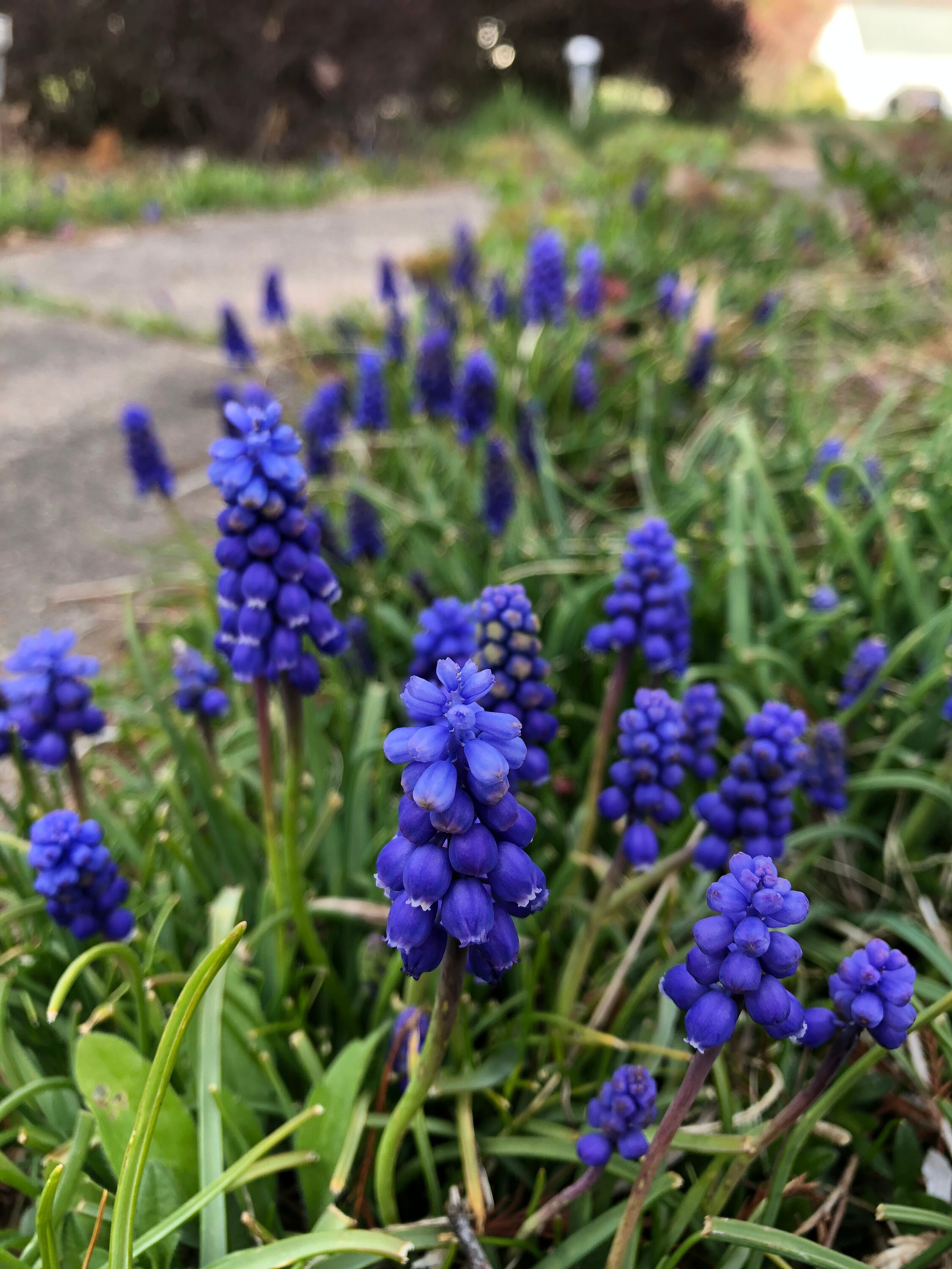 Grape Hyacinth Bulbs Etsy