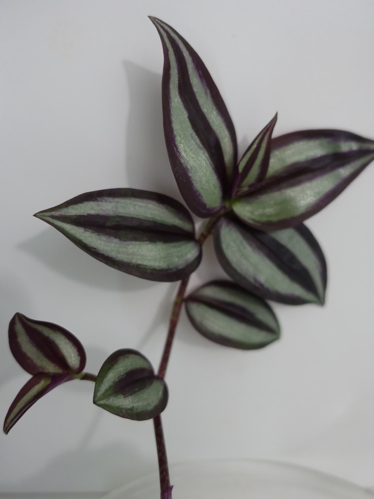 Tradescantia zebrina 'Violet' Inch Plant Etsy