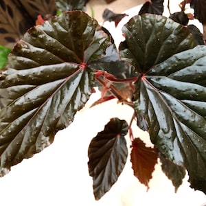 Begonia Linda Dawn image 1