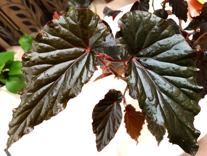 Begonia Linda Dawn image 1