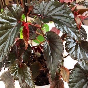 Begonia Linda Dawn image 2