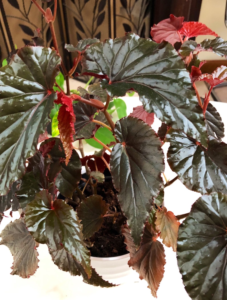 Begonia Linda Dawn image 2