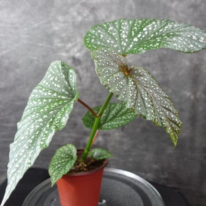 Begonia Angel Wing Lucerna 4" Pot