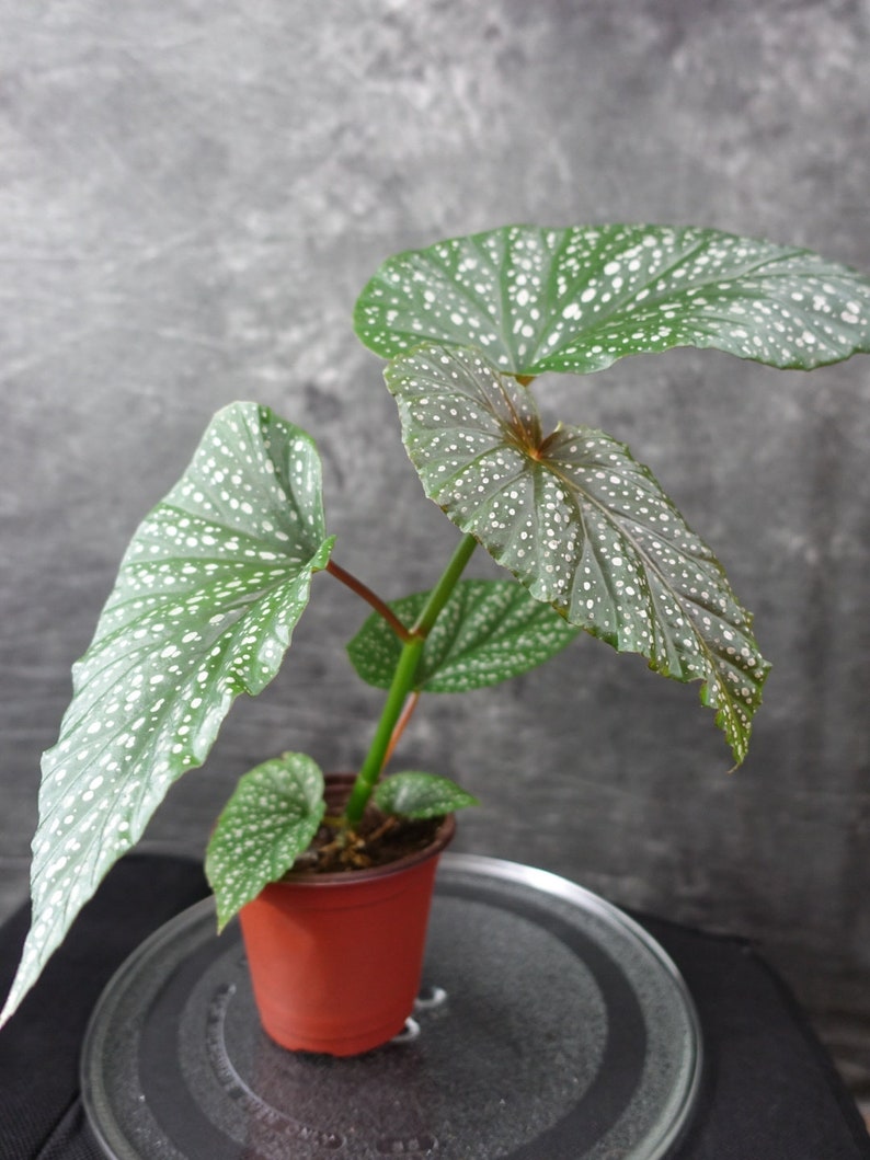 Begonia Angel Wing Lucerna image 3