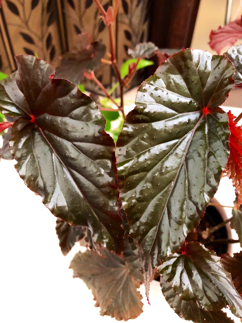 Begonia Linda Dawn image 4