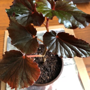 Begonia Linda Dawn 4" Pot