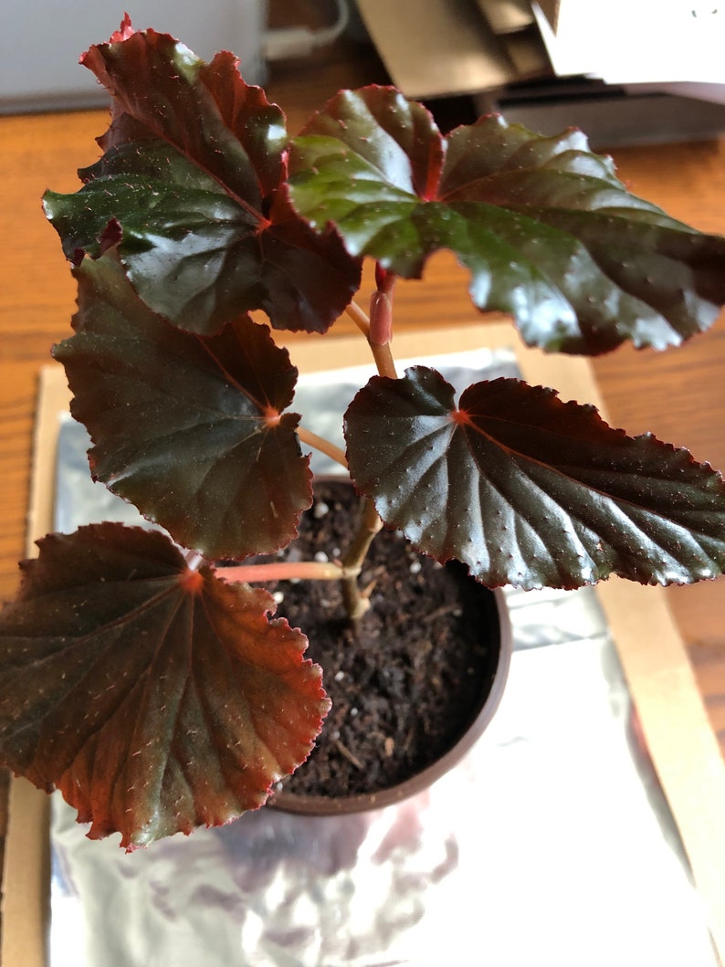 Begonia Linda Dawn 4" Pot